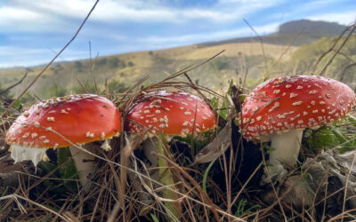 Mycelium Magic