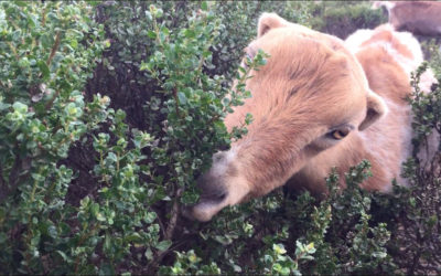 Coyote Brush Control: Goats