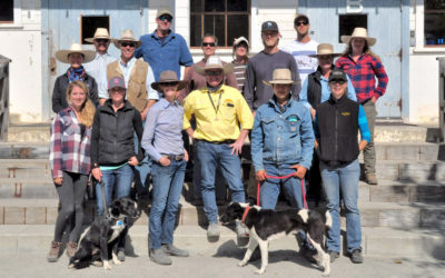 David Hart Stockdog Training