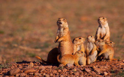 Profiles in Land and Management – Grupo La Báscula