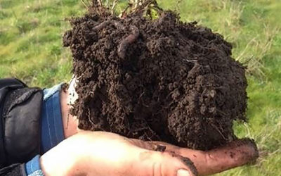 Changes in Soil Carbon at TomKat Ranch and Beyond