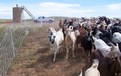 Goat Herd as Ecosystem Reclamation Tool – Profile in Land and Management