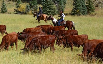 Elk Glade Ranch demonstrates myriad ways to benefit from regenerative management