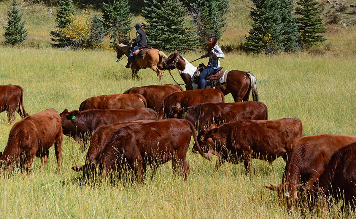 Elk Glade Ranch