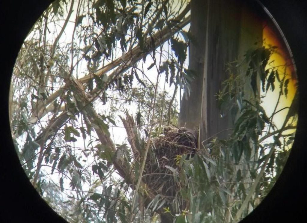 Nesting baby Great Horned Owls