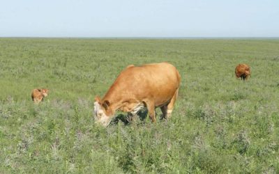 15-year program to study prescribed burning and planned grazing at Missouri Department of Conservation