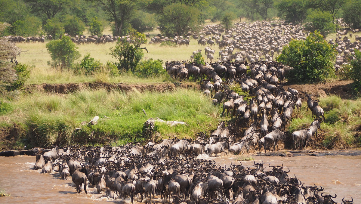 Photo of Wildebeest herd crossing a river in Africa by Jorge Tung.