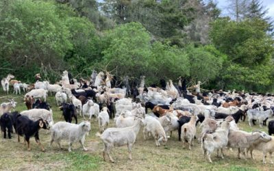 Goats to the Rescue – Goatapelli at TomKat Ranch for Fire Fuel Reduction.