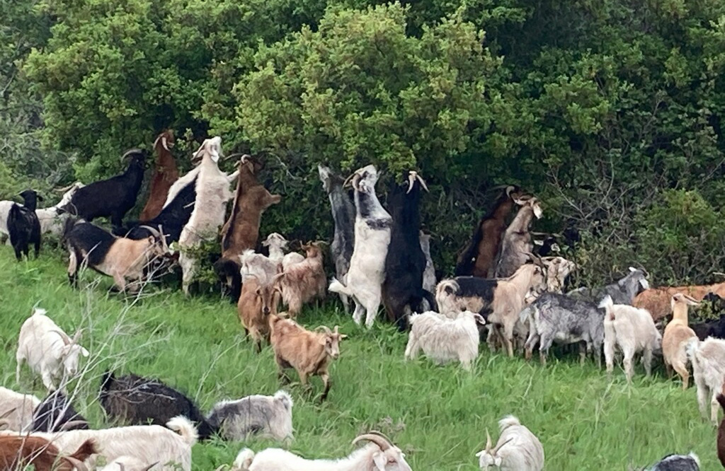 Goats eating brush at TomKat Ranch