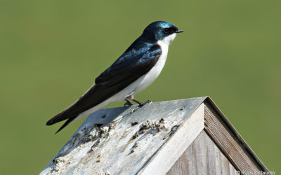 Notes from the Field: Managing Rangelands for Secondary Cavity Nesting Birds