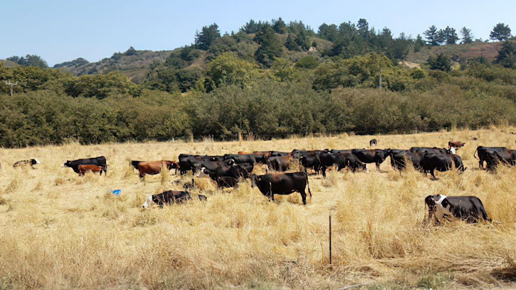 Below: 2017 high density grazing on standing stockpiled Harding Grass. Cattle trampled a lot, grazed some, not happy with feed quality and cattle did not do well.