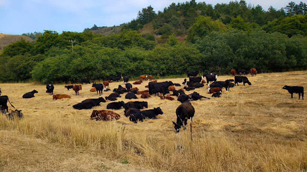 2021 4-5 hours - fully satiated. Ready for the next move. Left grazed, right next move.