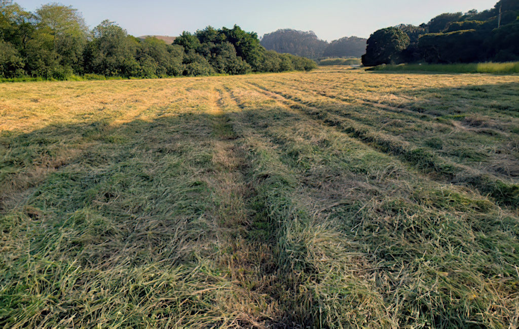 6-17-21 cutting done