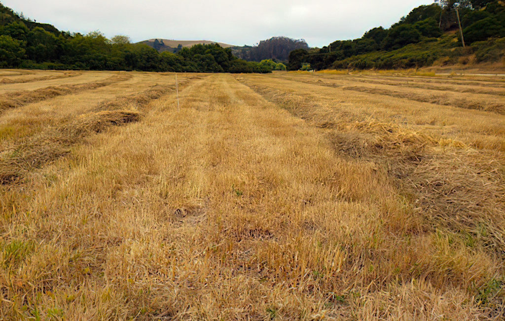 Ready to graze August 9