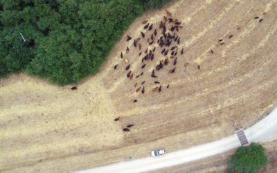 Swath Grazing Harding Grass