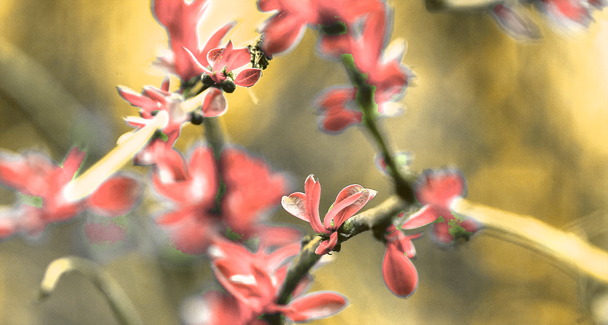 budding leaves