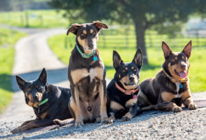 Stephanie Pittman’s crew, Kassie Reggie Bjorn Floki, ready for action