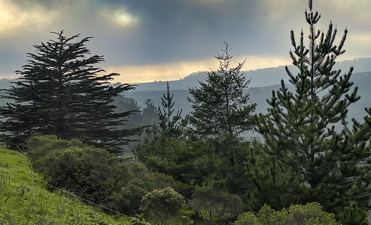 annie-tkr-coastal-fog