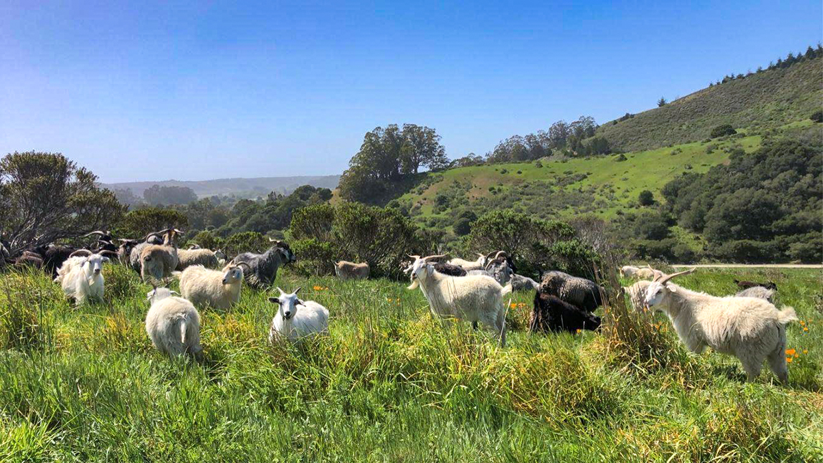 TomKat Ranch Goats grazing