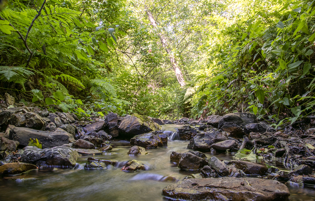 Honsinger Creek