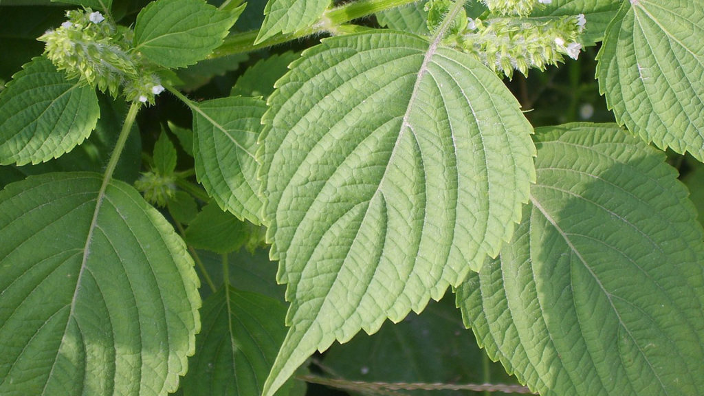 Perilla leaves