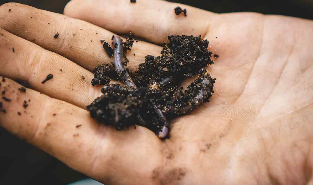 Hand holding soil and worms