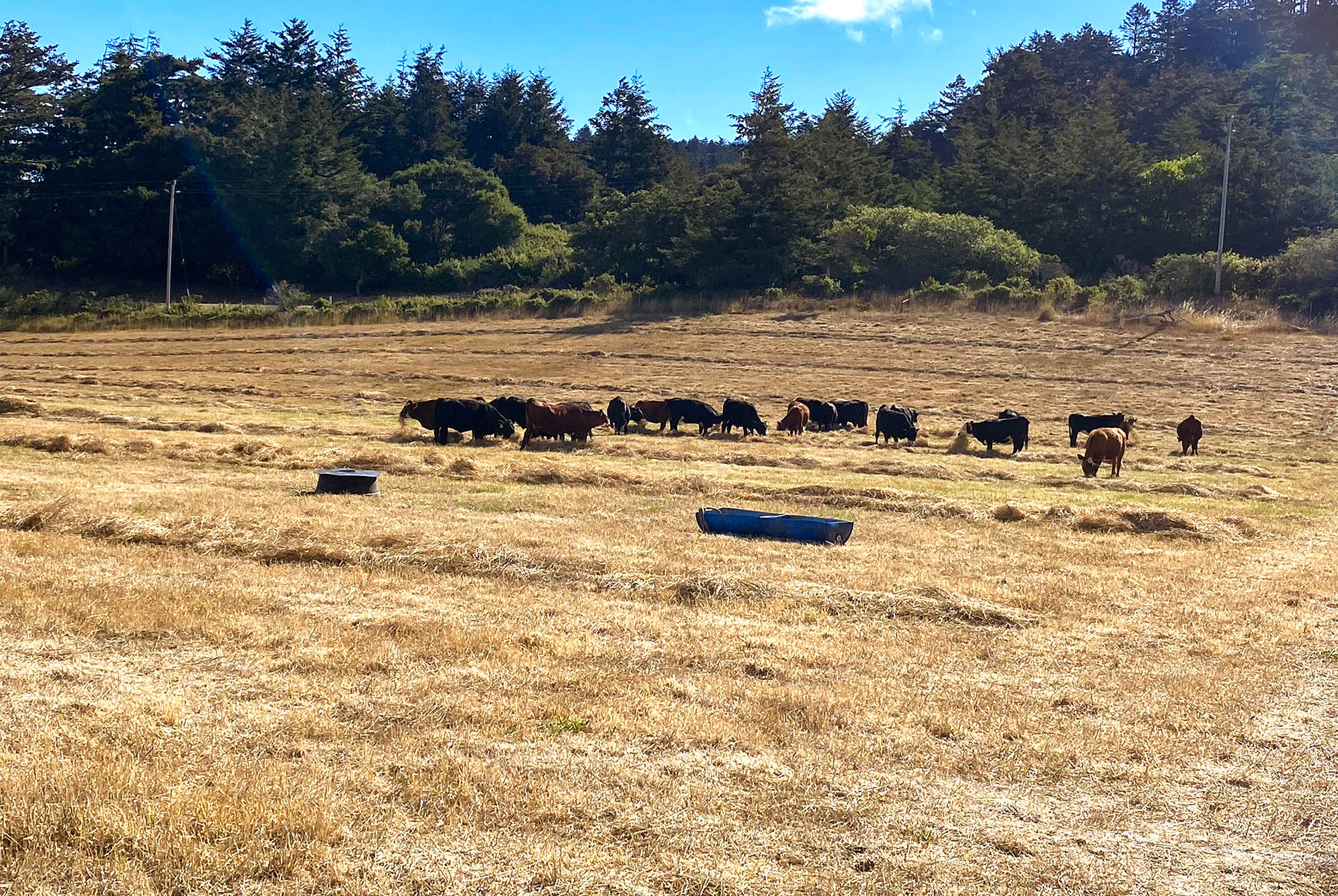Cows swath grazing