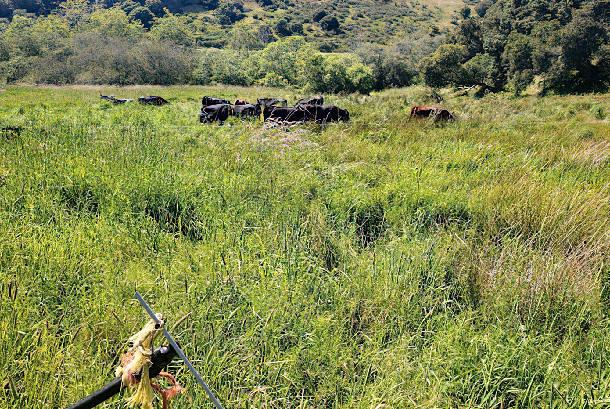 Cows grazing green pasture