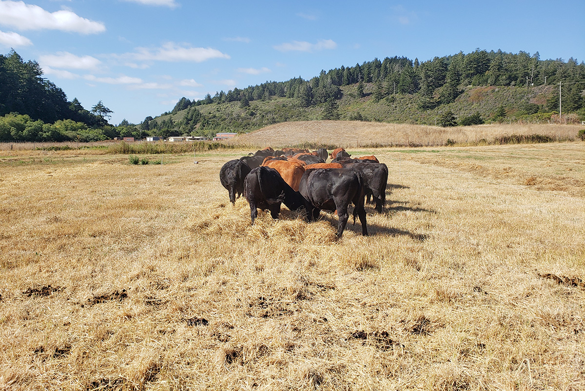 Cows lying in hayfield