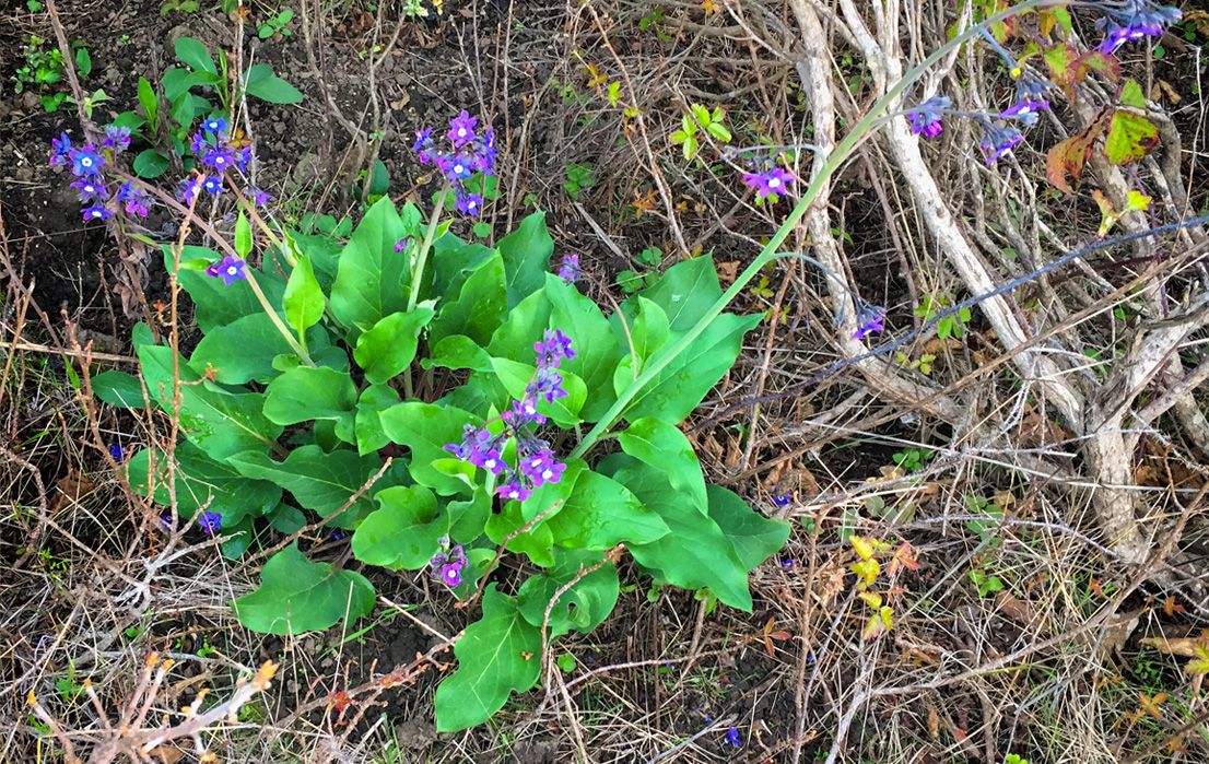 Pacific Hound's Tongue