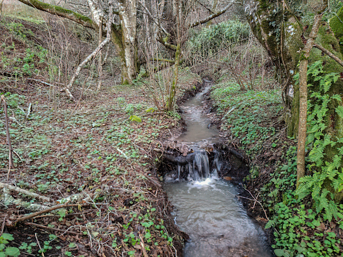 Feeder stream into Honsinger Creek