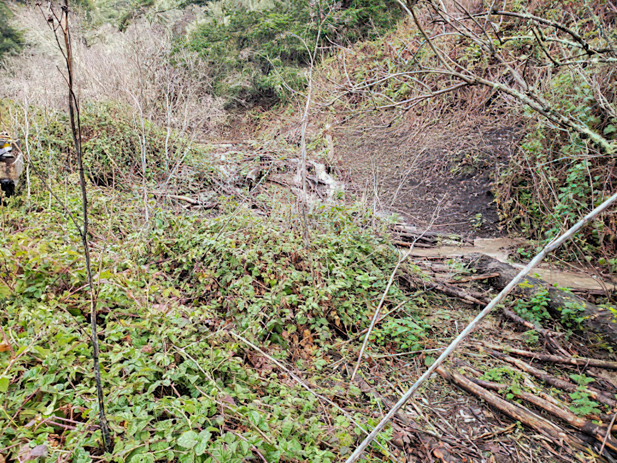 Rehabilitated portion of a creek (and former gully) on TomKat Ranch