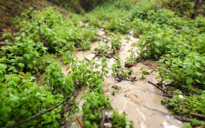 Effective Rainfall: Putting All that Wonderful Rain to Good Use