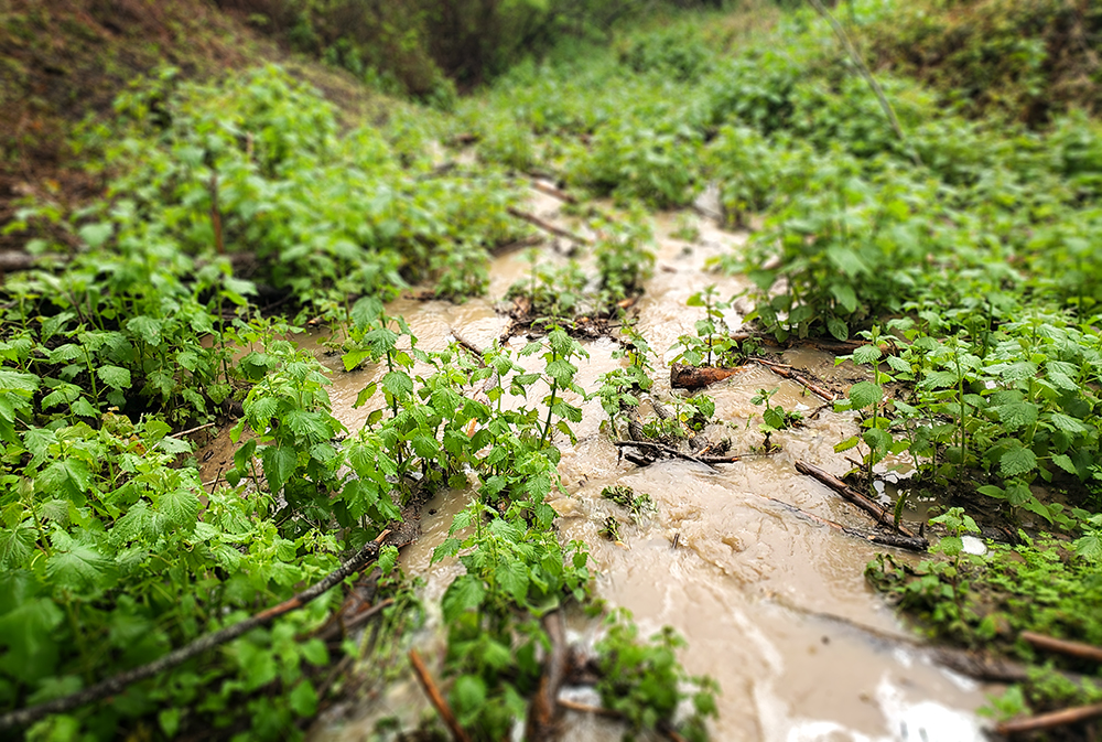 Water dispersing over woody debris