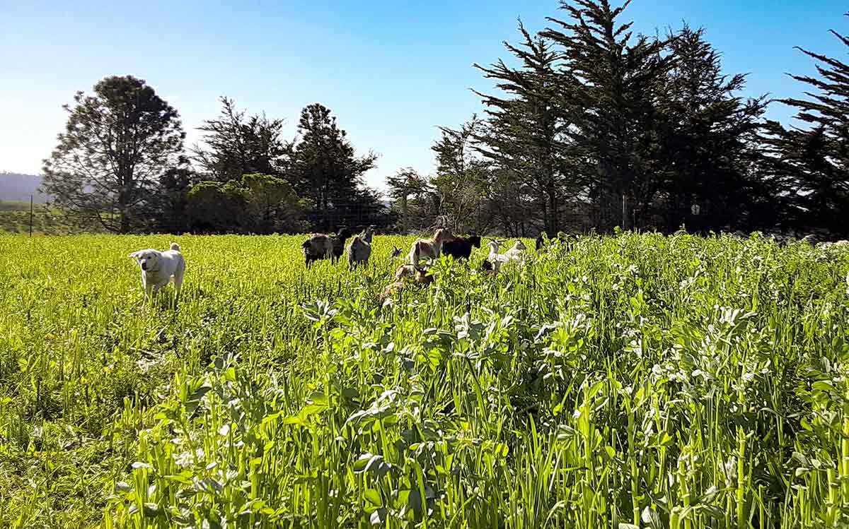Goats being introduced to graze cover crops.