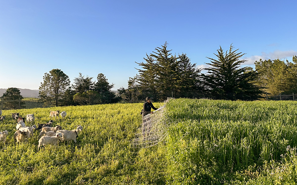 Mukethe Kawinzi opens the fence for the next round of cover crop grazing.