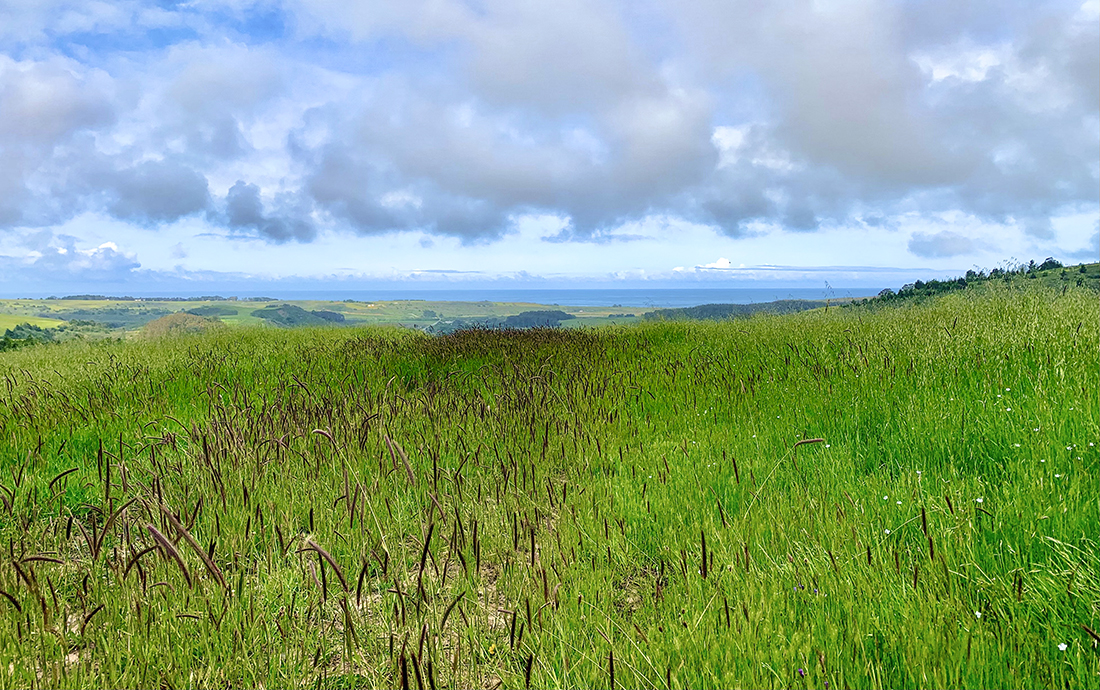 A view of grass diversity at TomKat Ranch