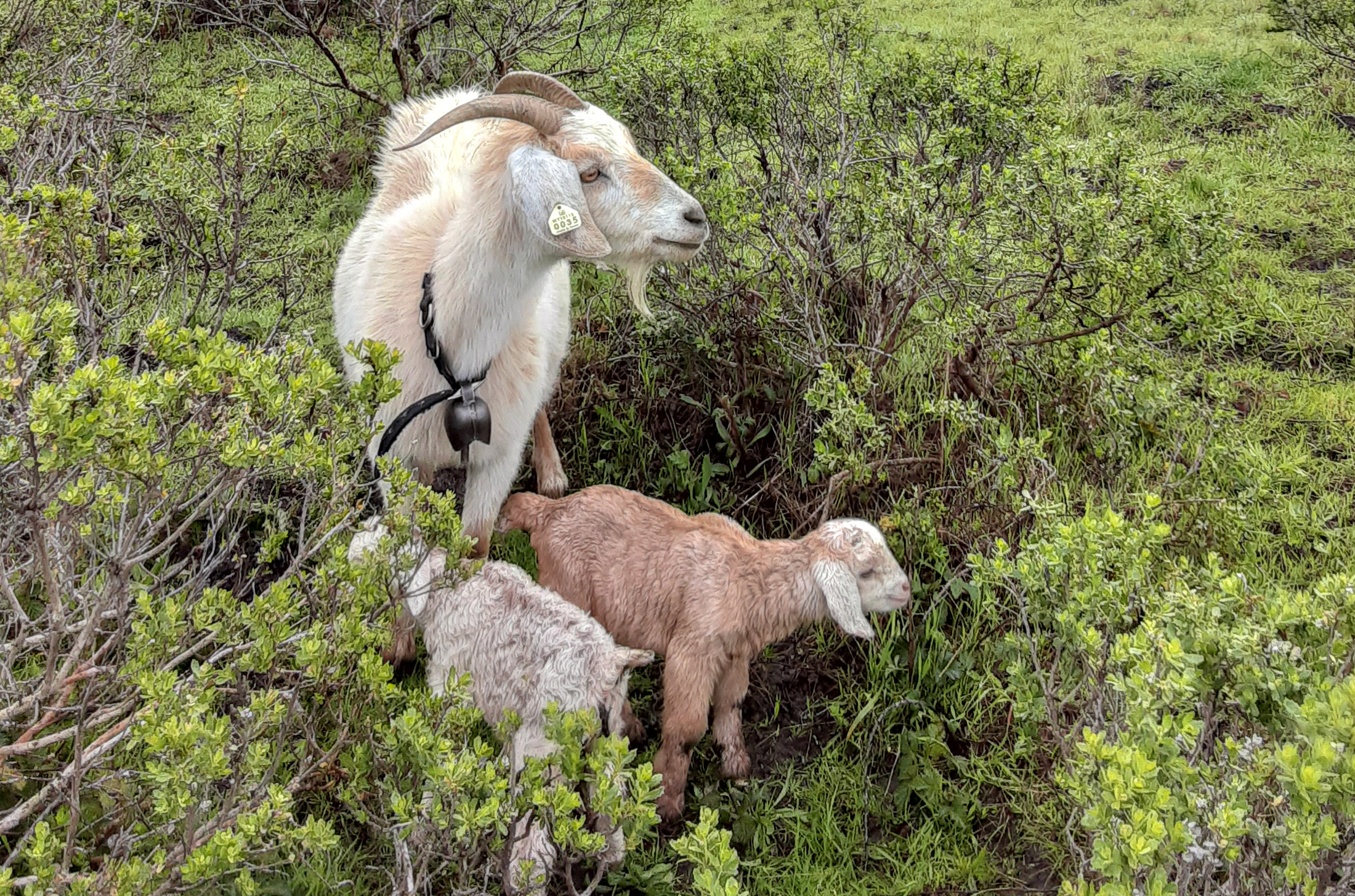 Goat herd grazing at TomKat Ranch
