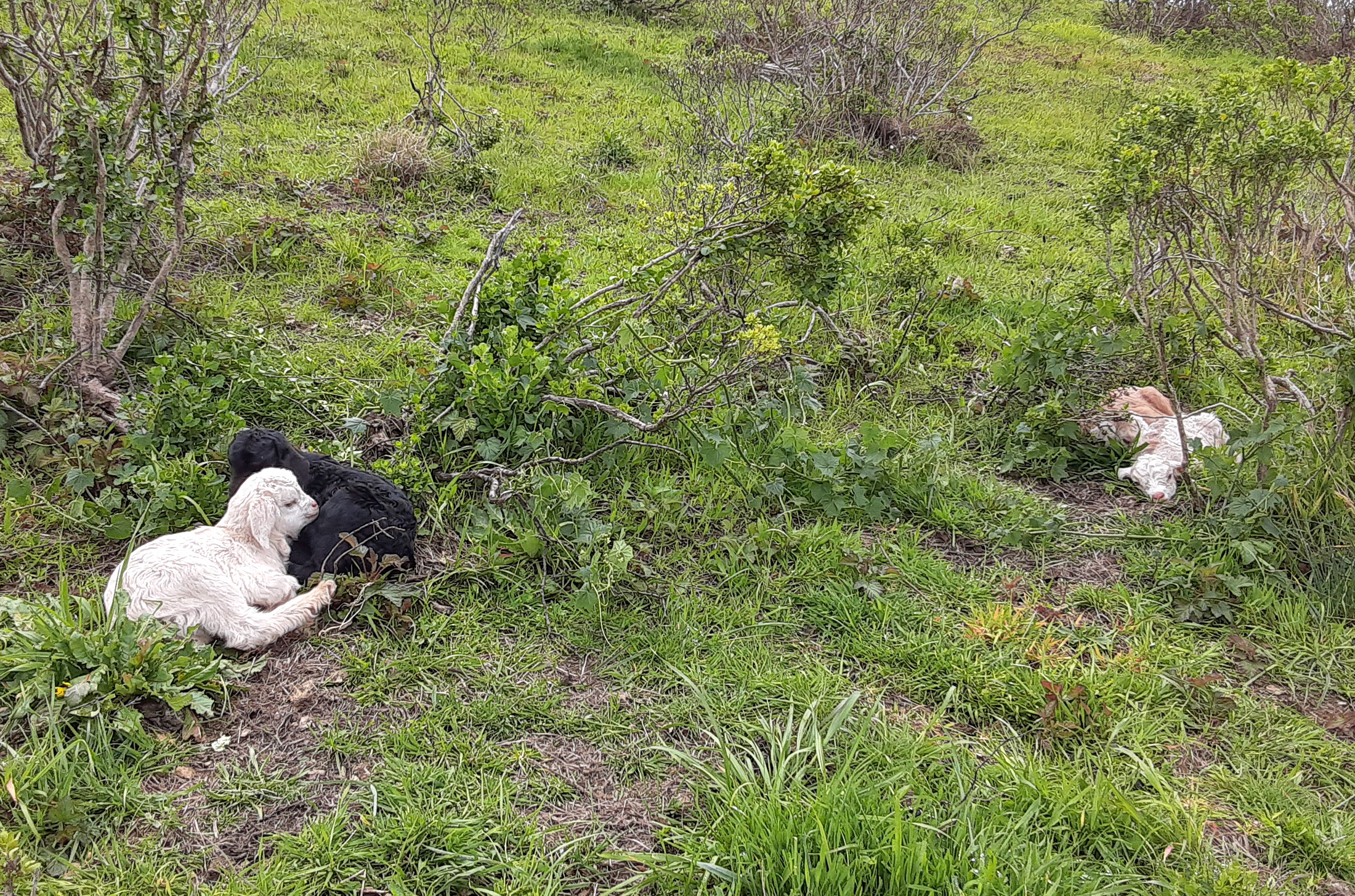 Goat herd grazing at TomKat Ranch