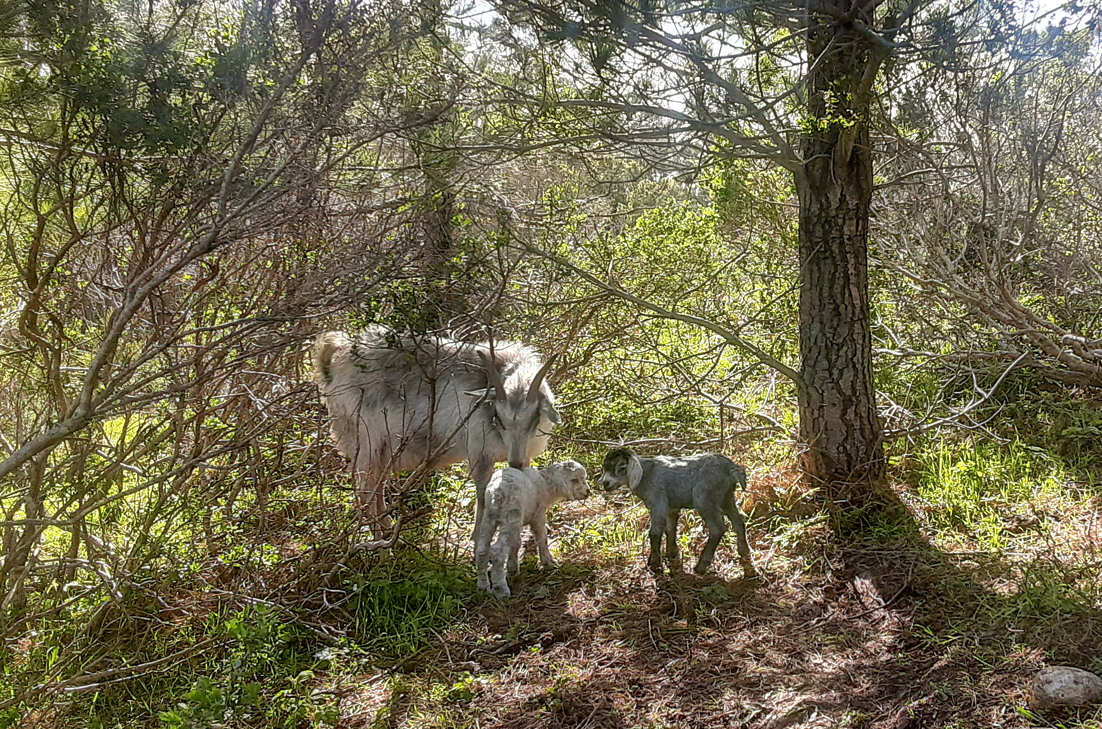 Goat herd grazing at TomKat Ranch