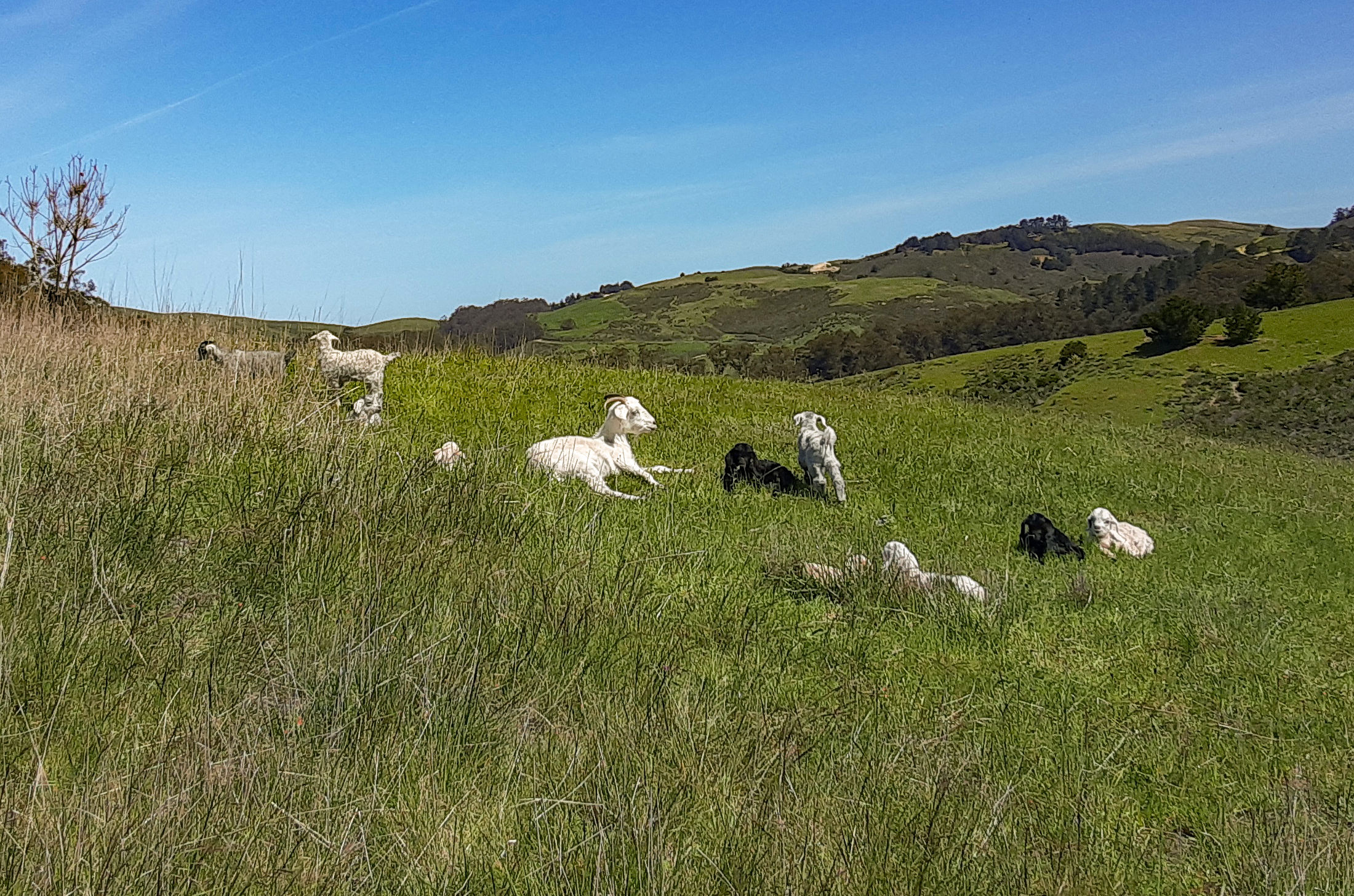 Goat herd grazing at TomKat Ranch