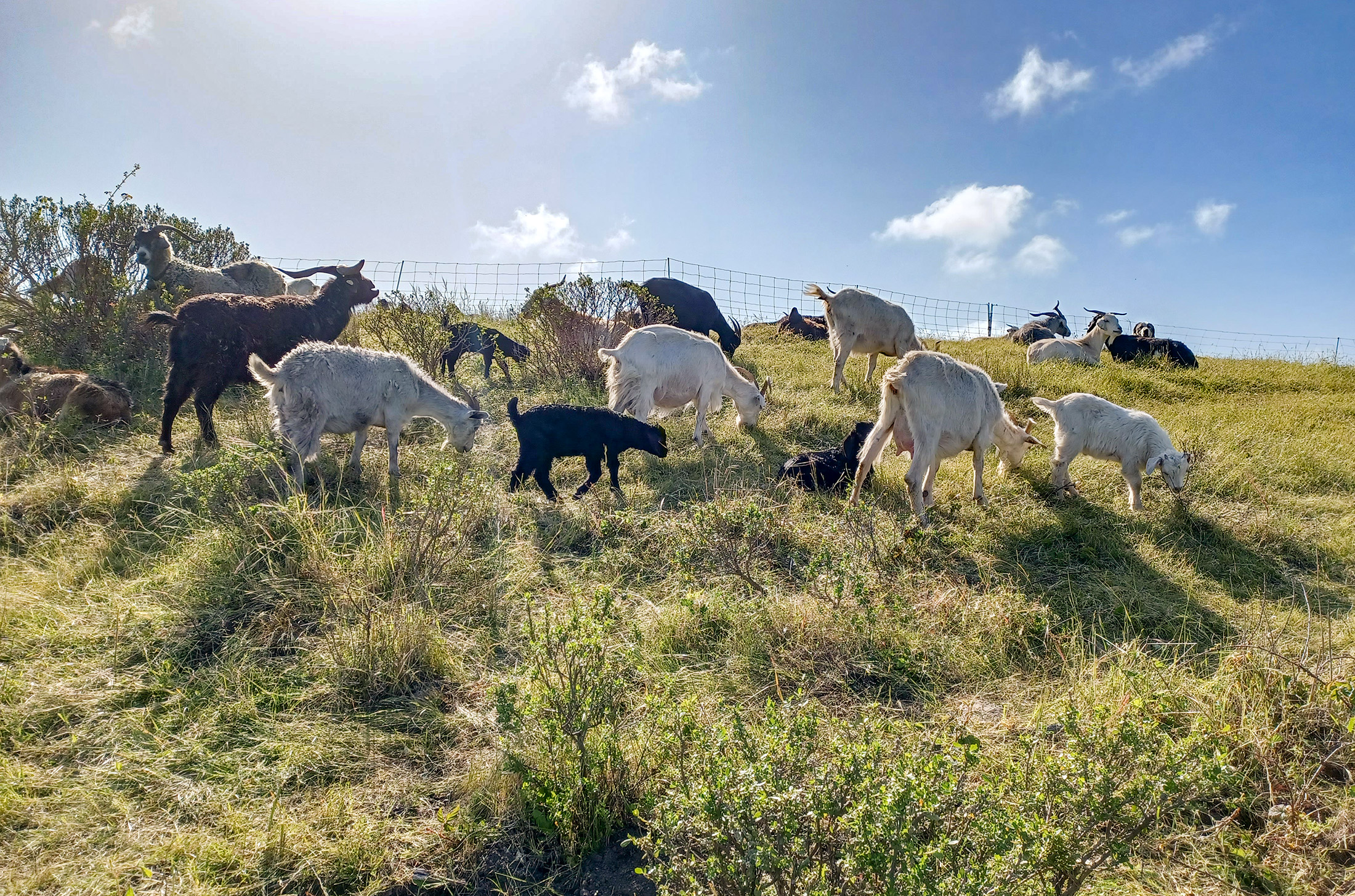 Goat herd grazing at TomKat Ranch