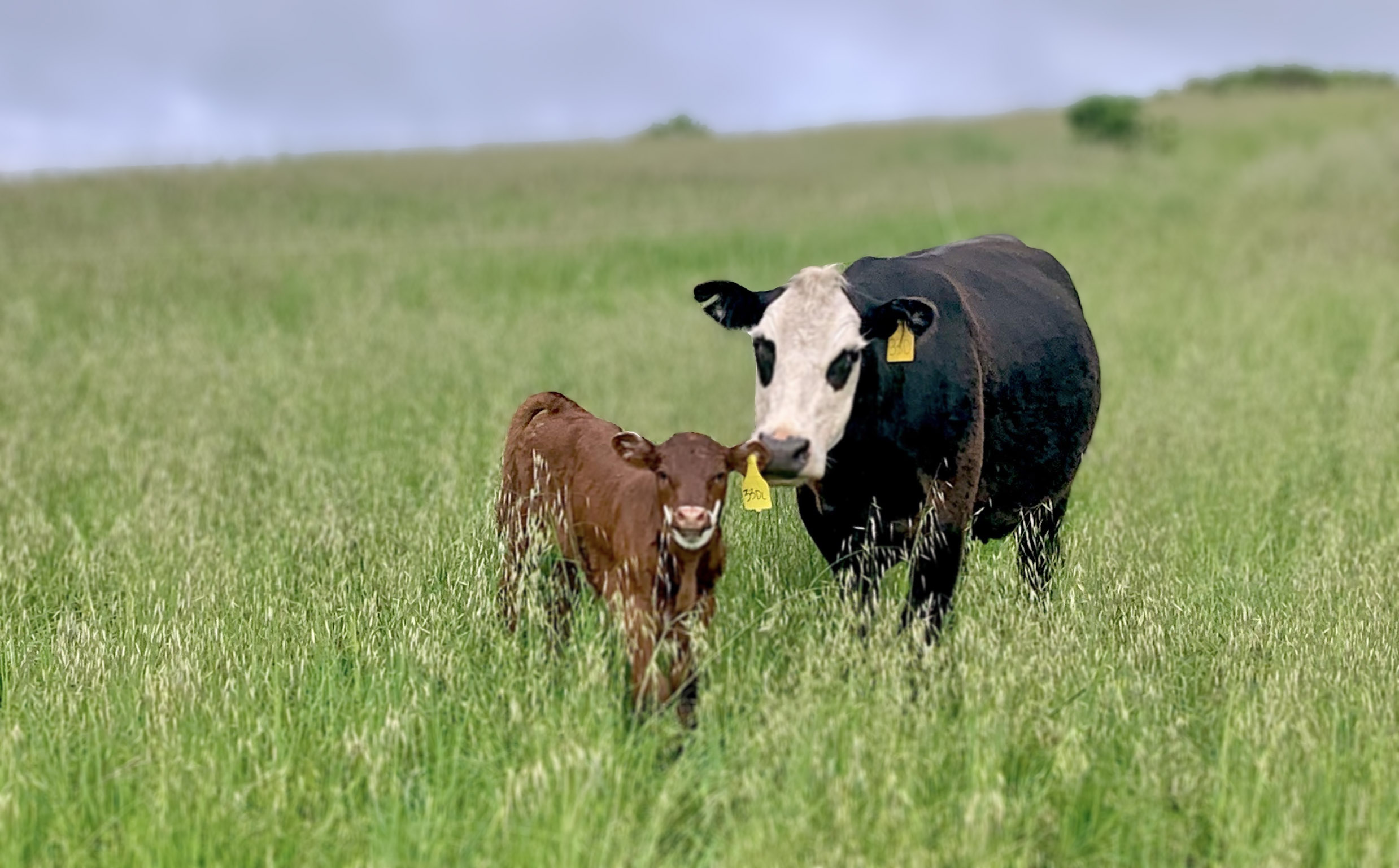 Cow and calf at TomKat Ranch