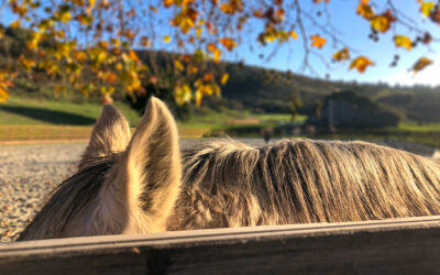 Learning from Horses: Why Are Horses So Powerful?