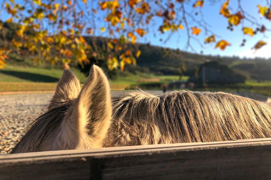 Horses ear sticking up over fence at TomKat Ranch