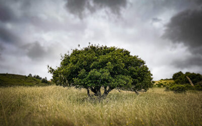 Digging Deep: How Soil Mineralogy Influences Carbon Storage in California