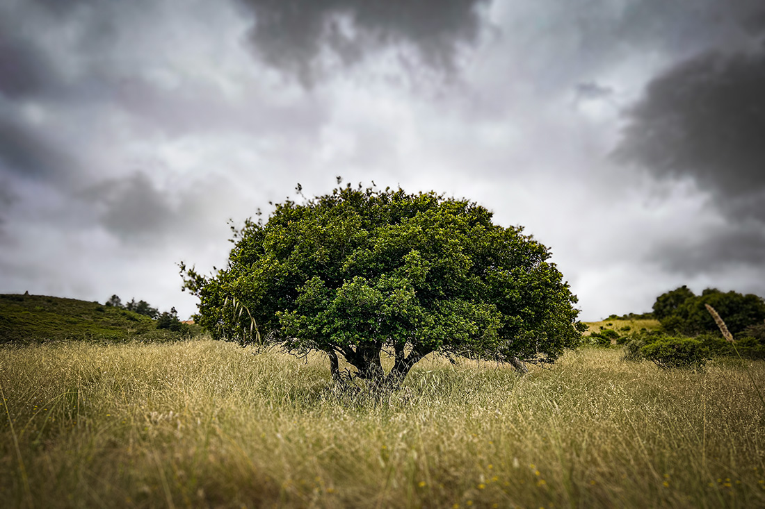 Oak tree on TomKat Ranch