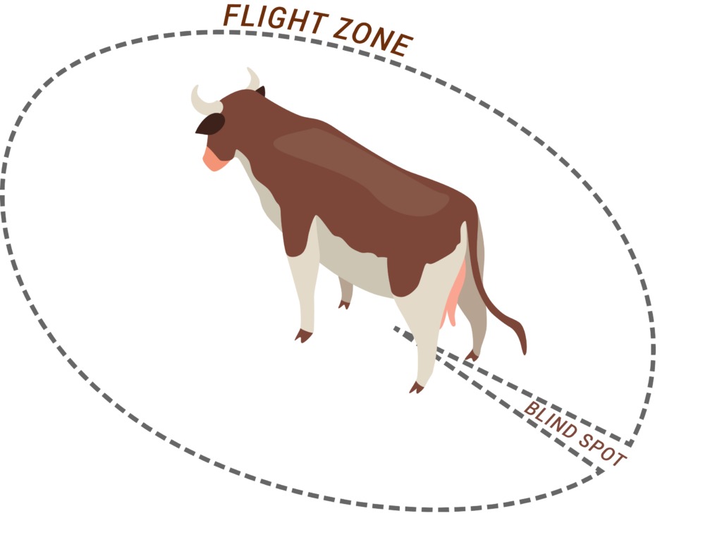 Livestock flight zone