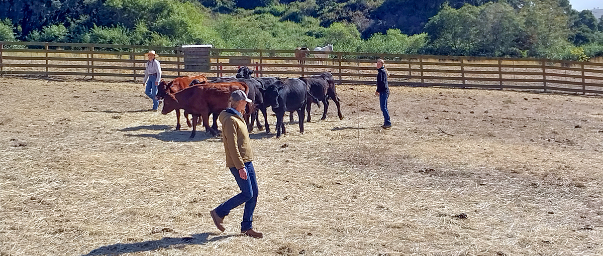 low-stress stockmanship with Marissa Taylor