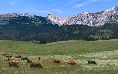 Rangeland Management, Monitoring, and Policy